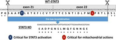 Cardiac STAT3 Deficiency Impairs Contractility and Metabolic Homeostasis in Hypertension